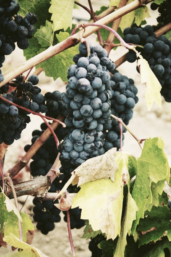 grapes and vines