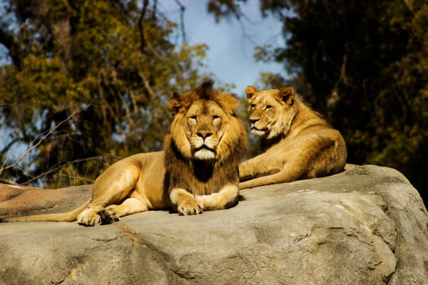 Daily Devotion - Daniel 6:4 - Under Scrutiny