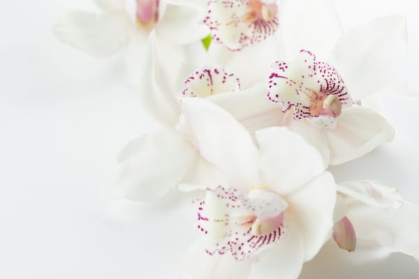 white orchid