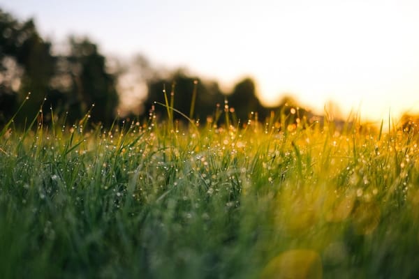 morning dew sunrise