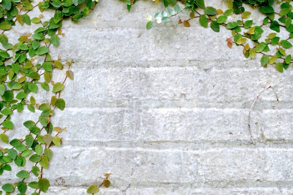 brick wall with ivy