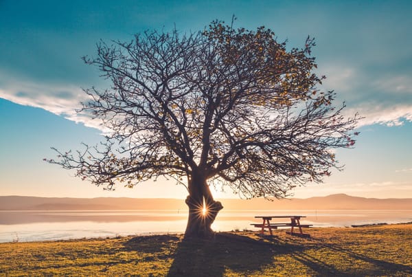 tree no bear fruit