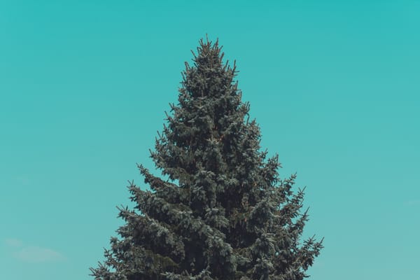 blank evergreen tree