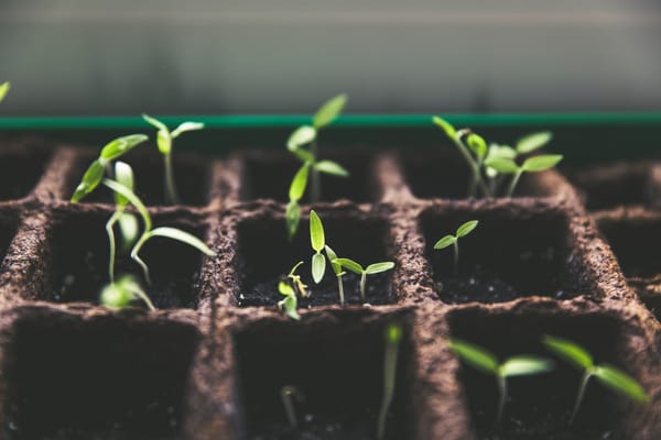 new sprouts