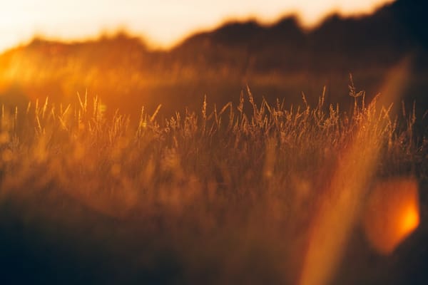 Daily Devotion - The Mercy of God