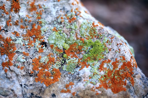 moss on rock