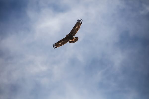soar on wings like eagles