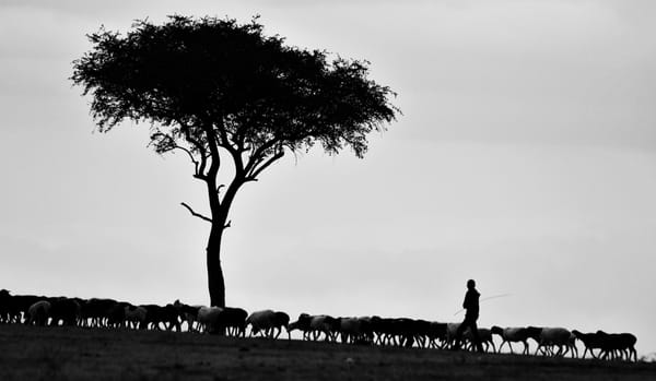 Shepherd with sheep