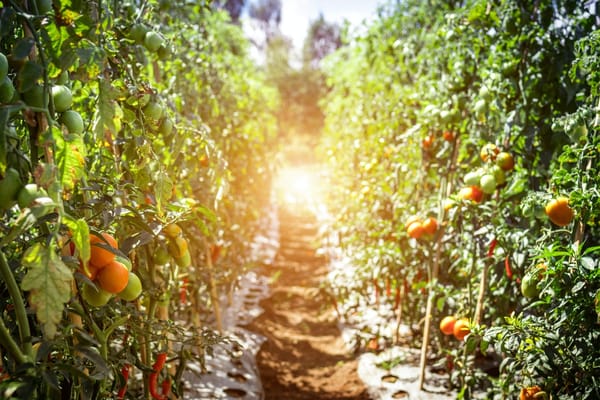 sowing reaping garden