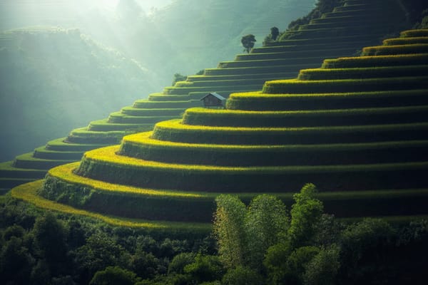 terrace field