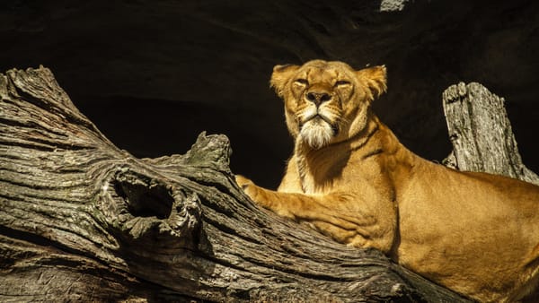 female lion