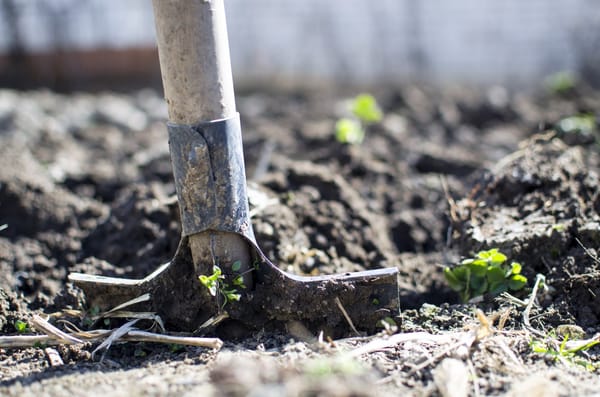 Daily Devotion - How The Seed Grows