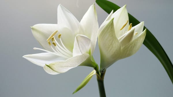 Daily Devotion - 1 Peter 5:7 - Cast Your Cares on the Lord