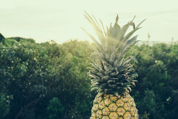 pineapple