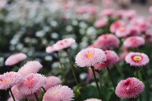 Daily Devotion - Contentment in Jesus