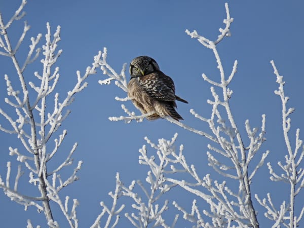 owl perched in trees