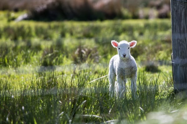 sheep in field