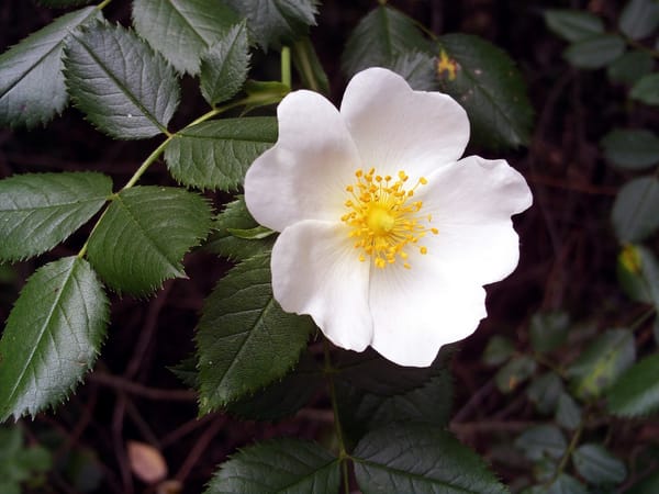 Daily Devotion - The Object of you Heart's Love