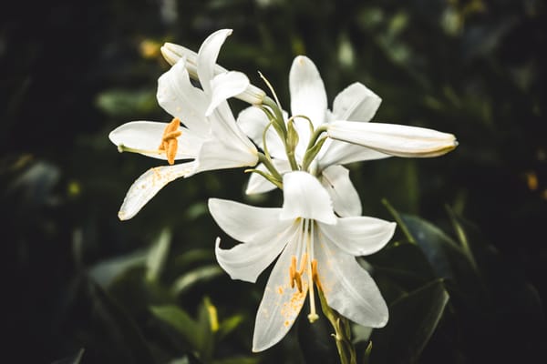 consider the white lilies and flowers