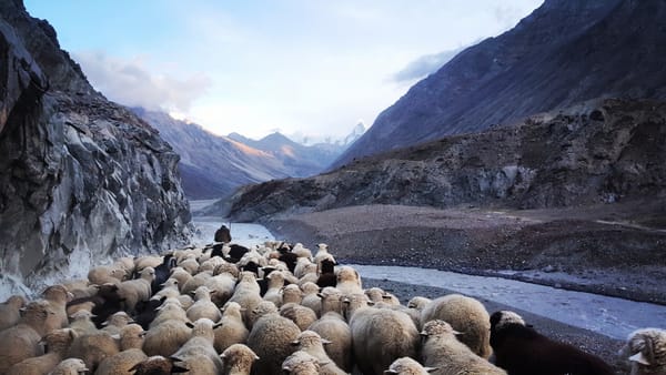 man leading sheep