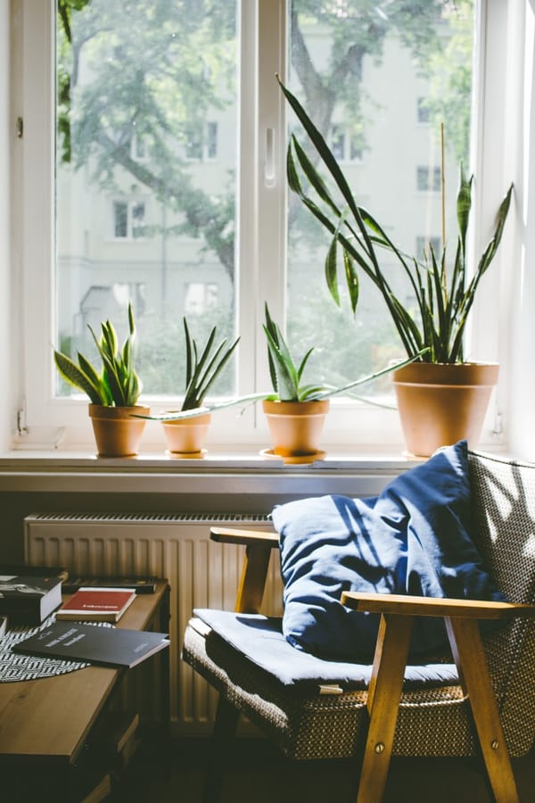 window with plants