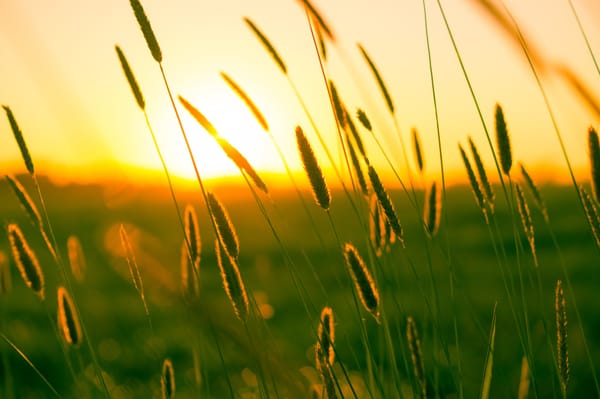 Daily Devotion - Psalm 30:5 - Rejoicing Comes in the Morning