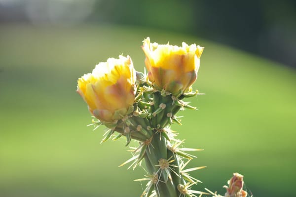 Daily Devotion - Isaiah 65:18 - Time to Hope Again